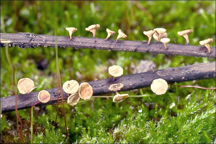 Datei:Chalara-pilz.jpg